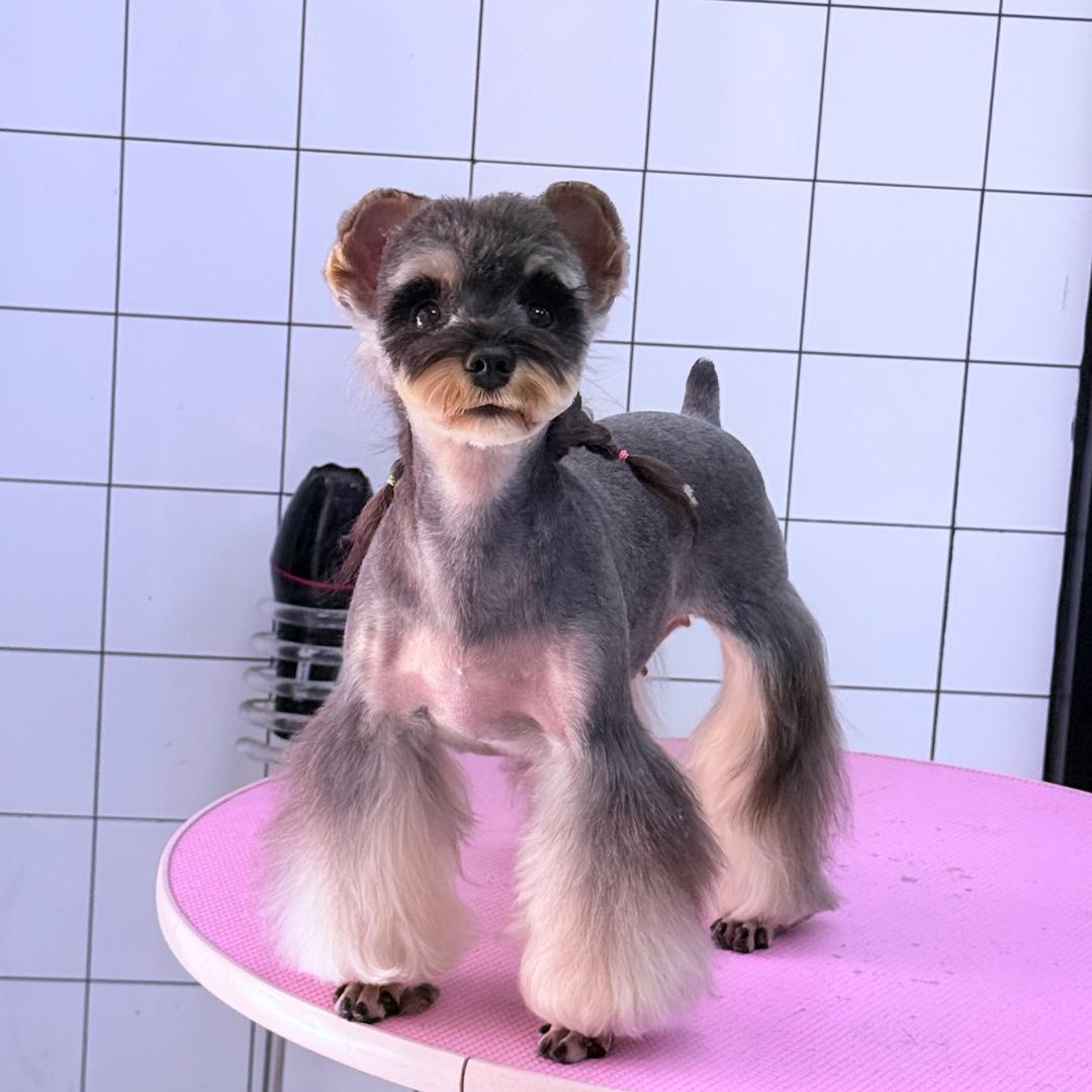 🌰栗子