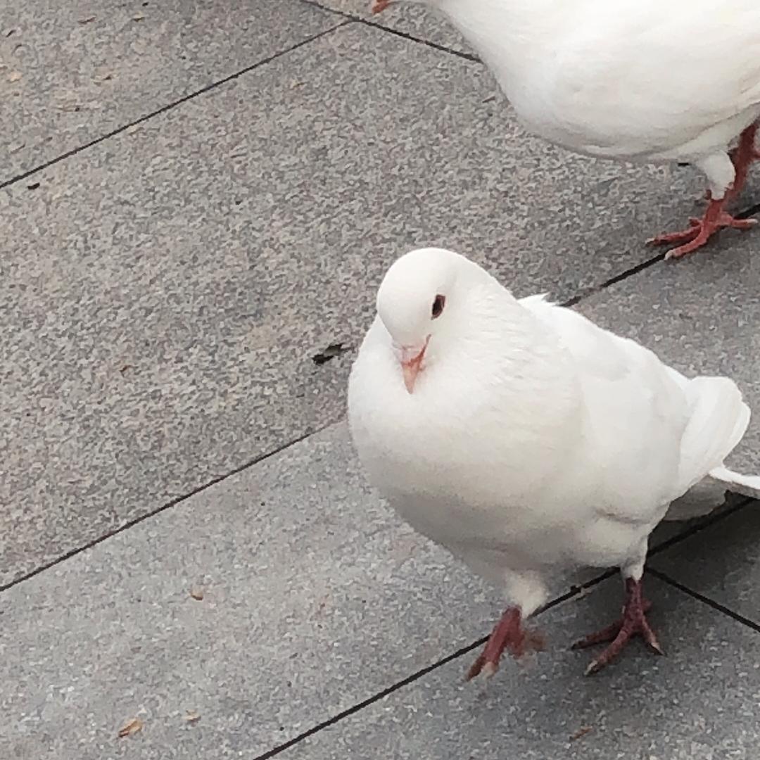 嘟嘟脸