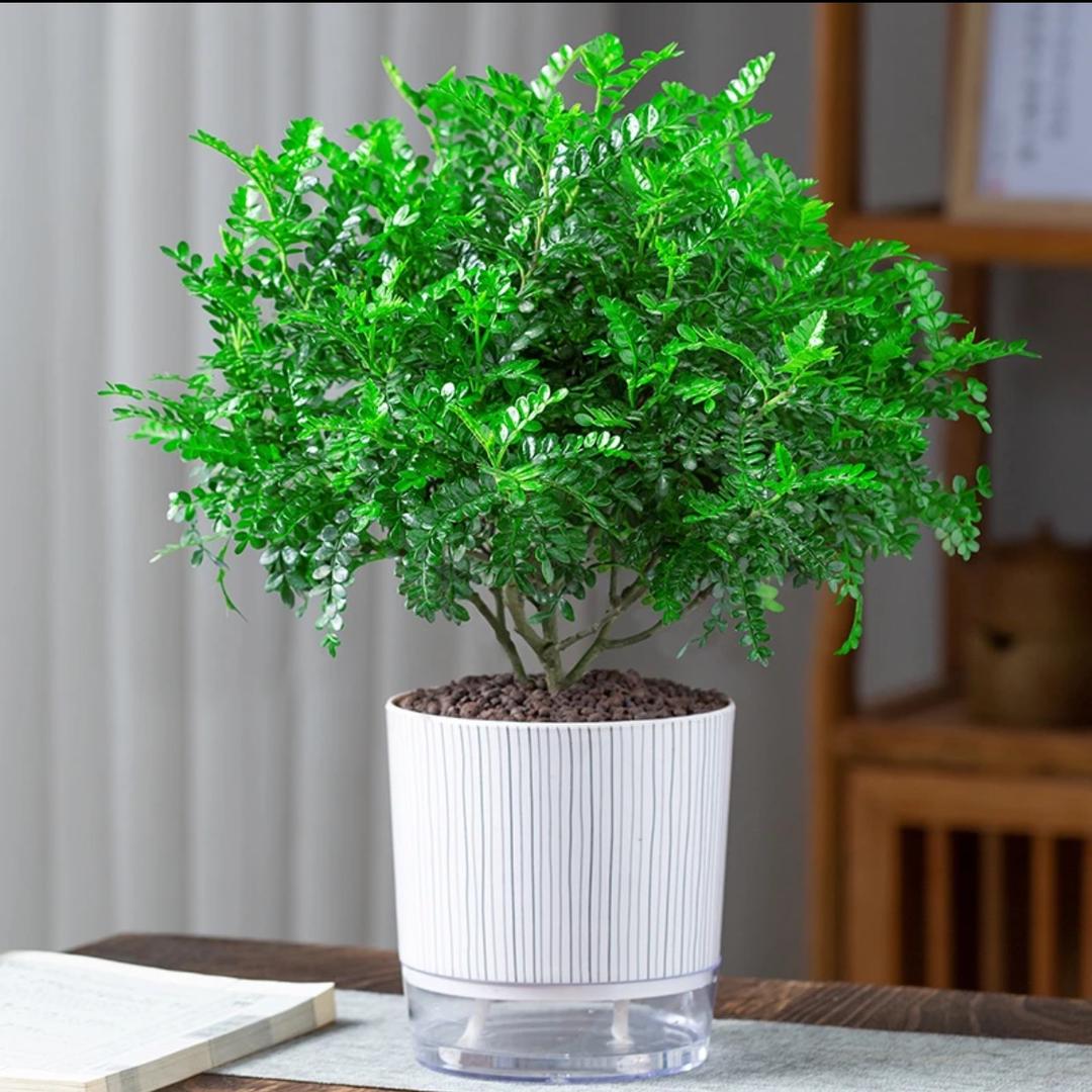 熹微