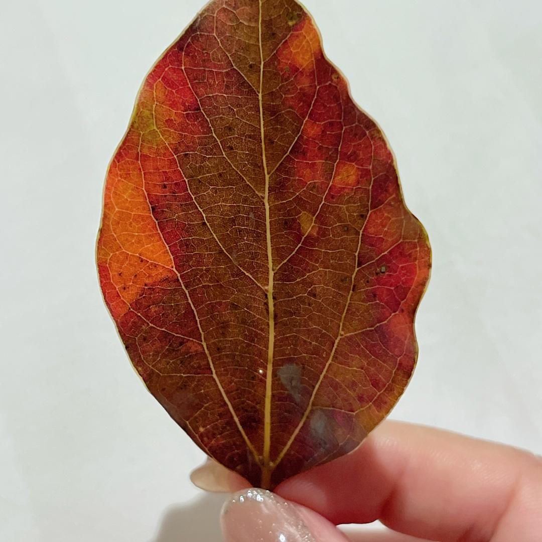 吉米星****无可置疑