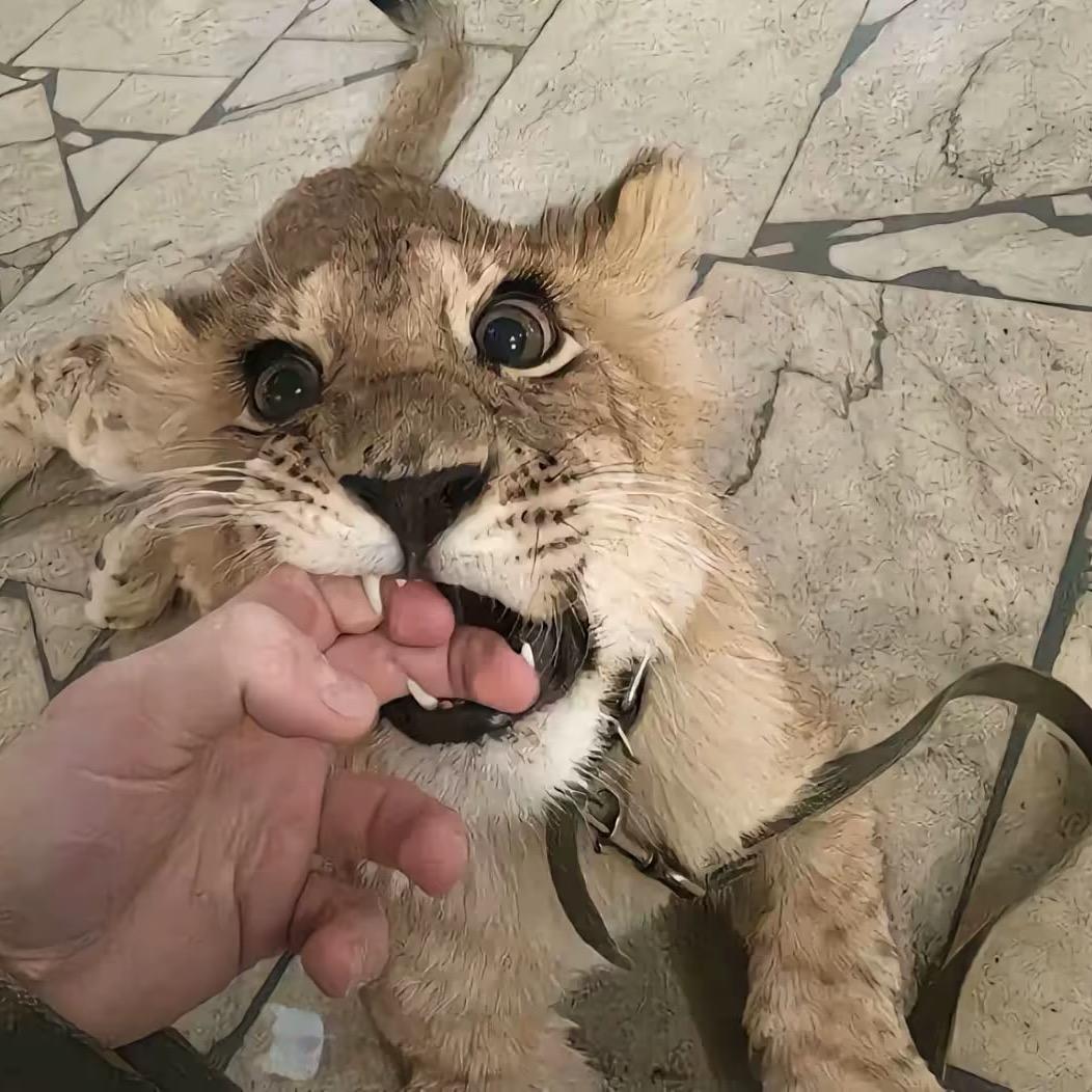 一场梦