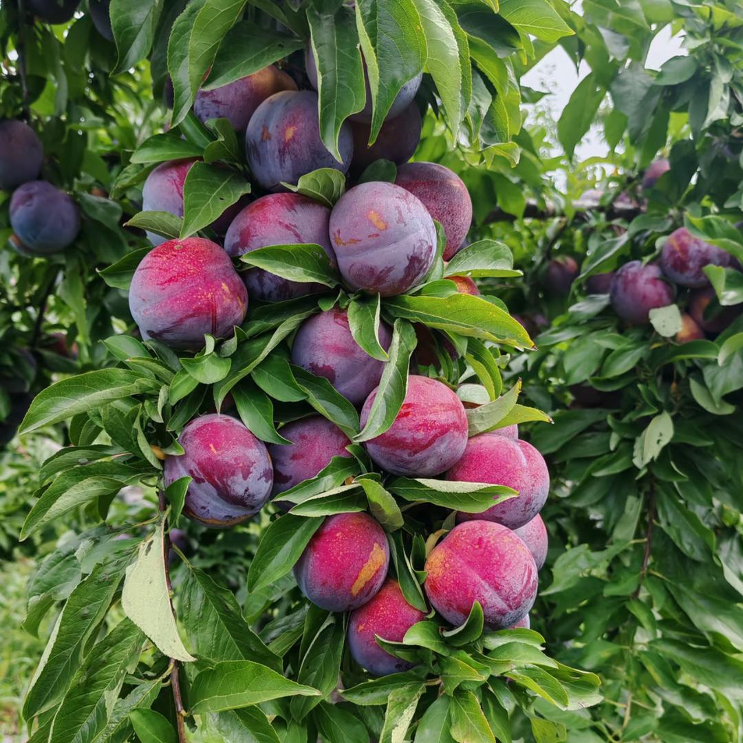 知秋果树苗木专营店