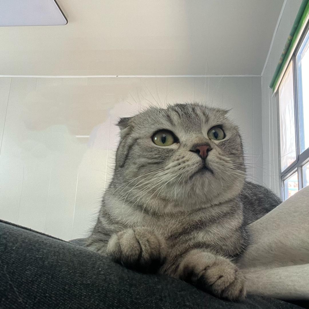 萌宠拾光宠物优品