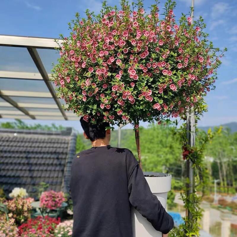 澜壹花卉