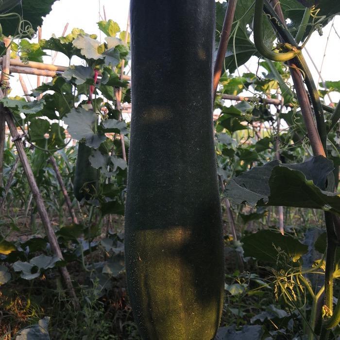 郸城县乾龙家庭农场