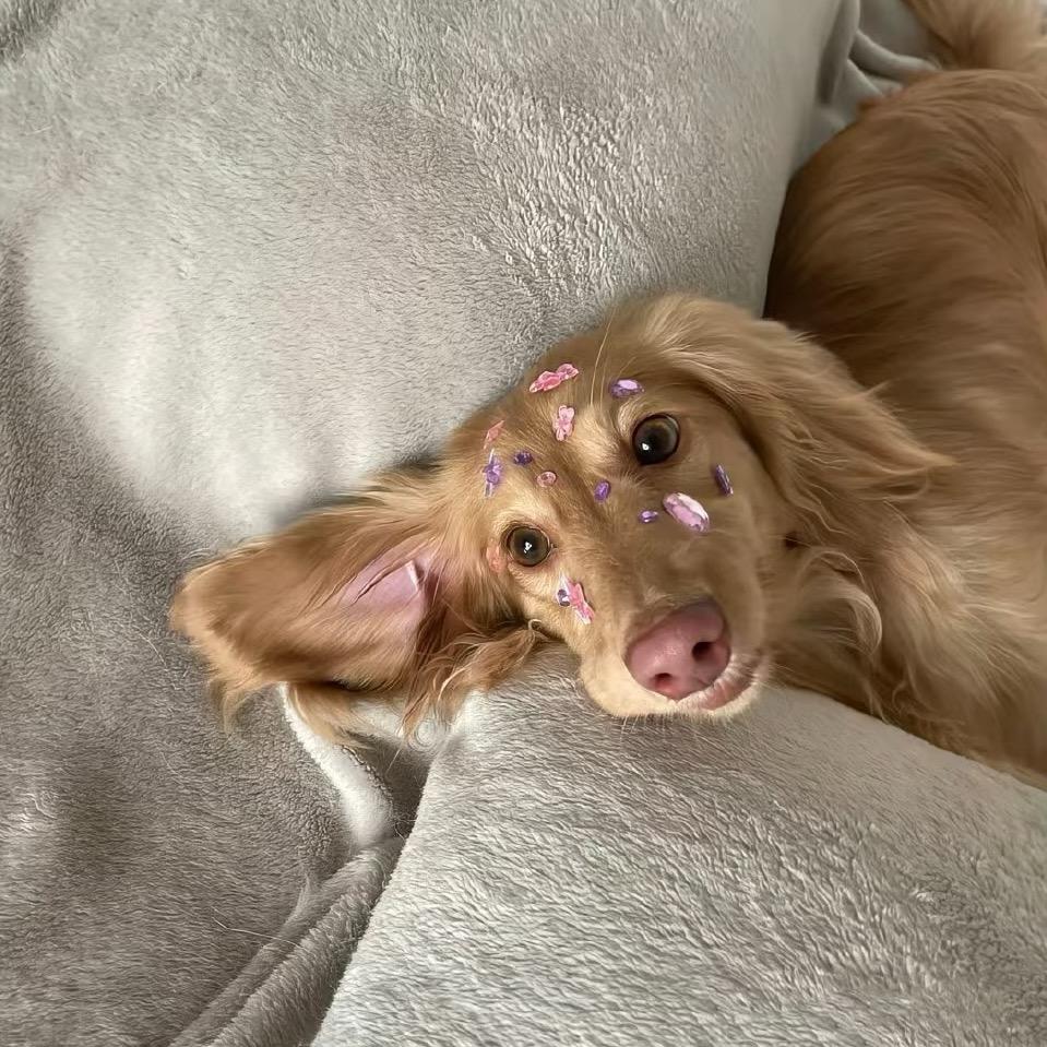發發会發