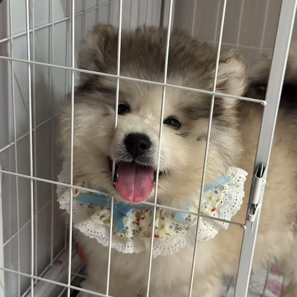 北极哥💙阿拉斯加