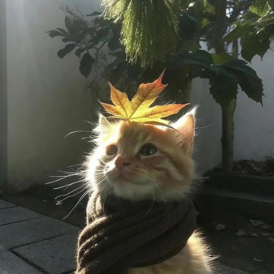 橄榄叶子🍃