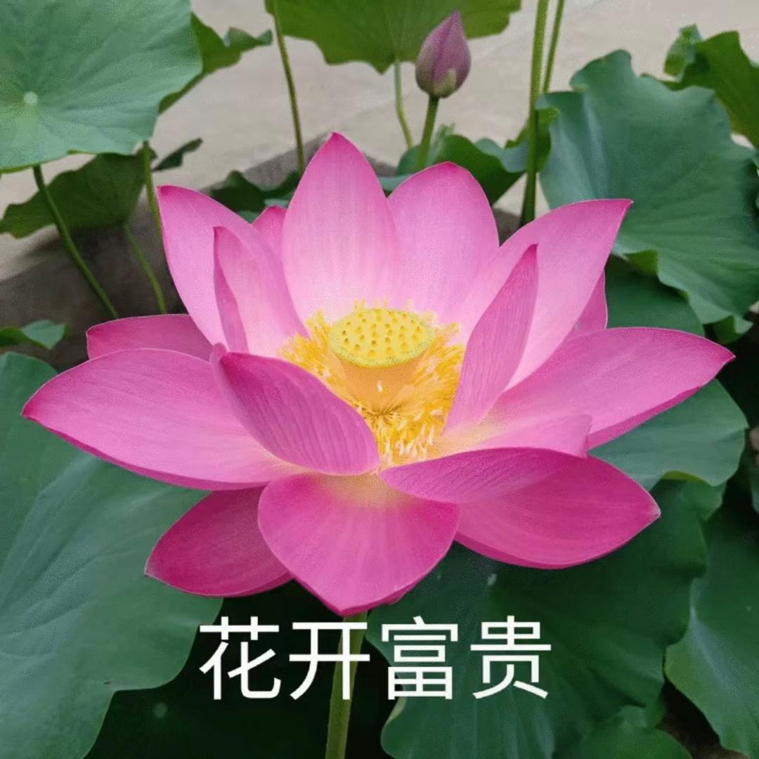 商珀晓