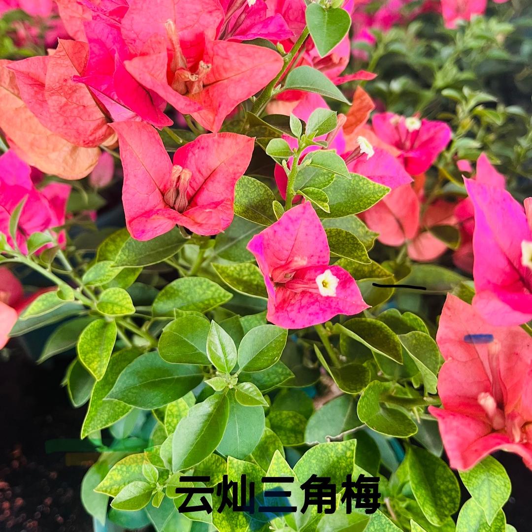 云灿多彩三角梅