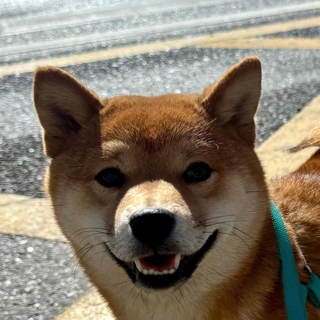 PP
