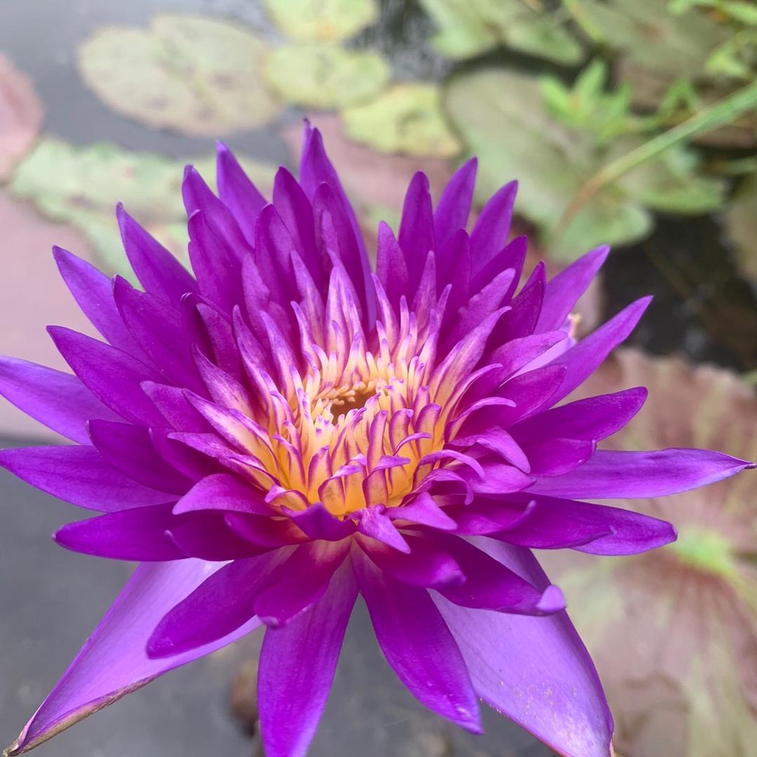 荷花海