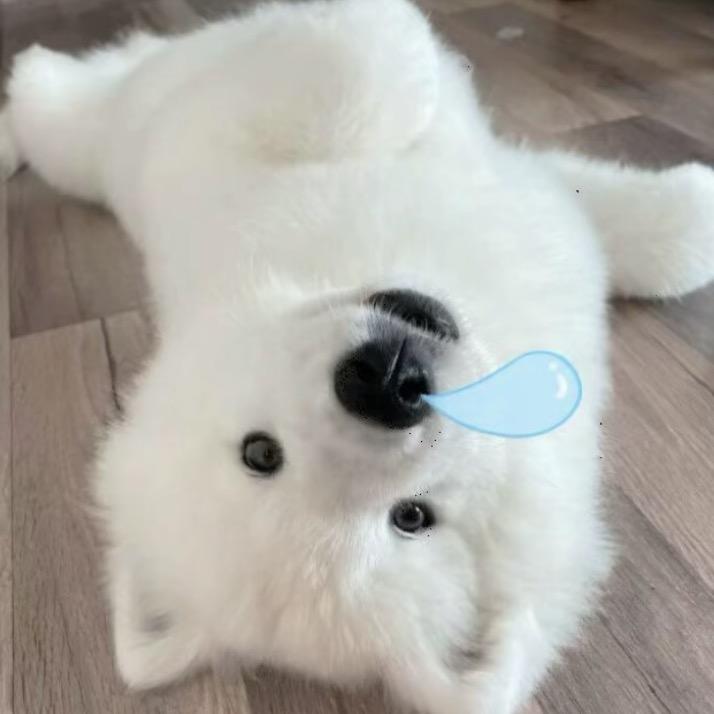 锦鲤🐟