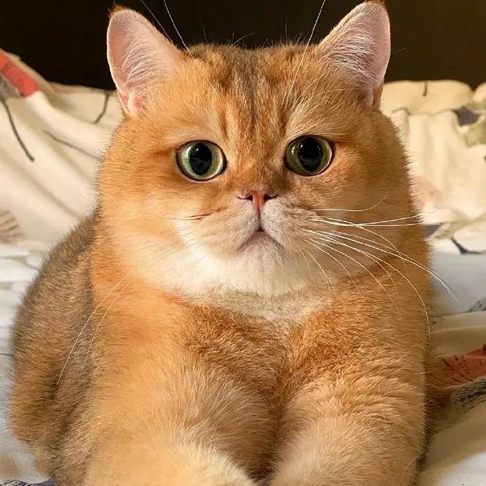 猪G🐷