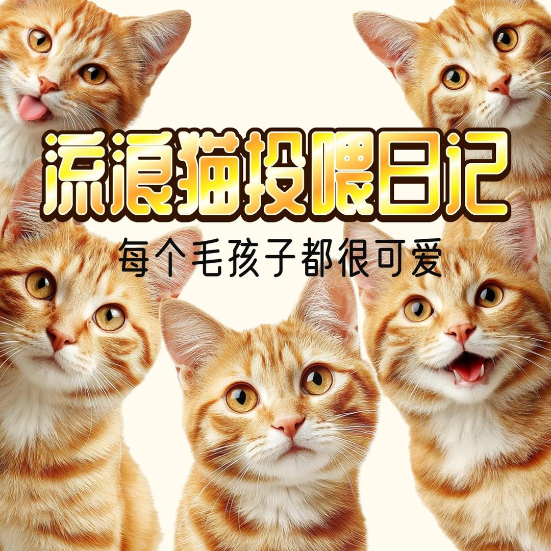 流浪猫投喂日记