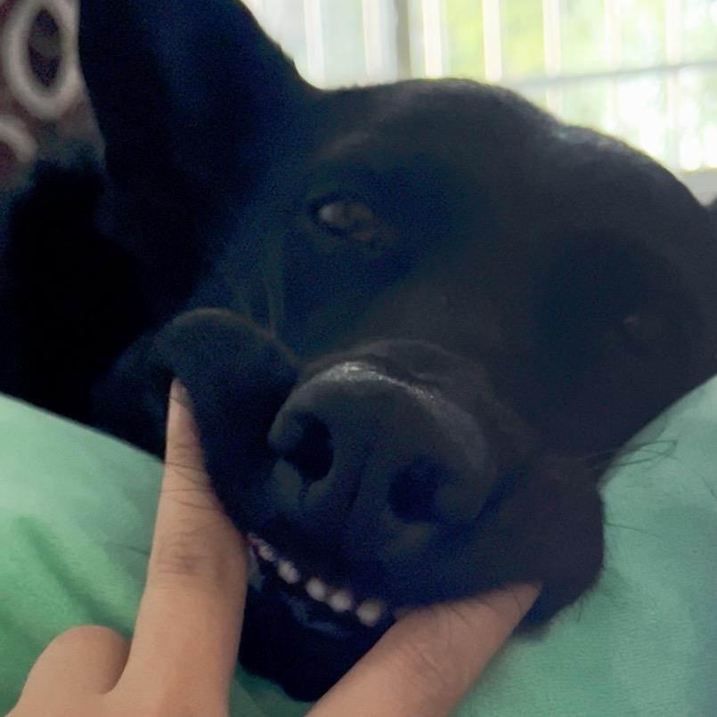 狗