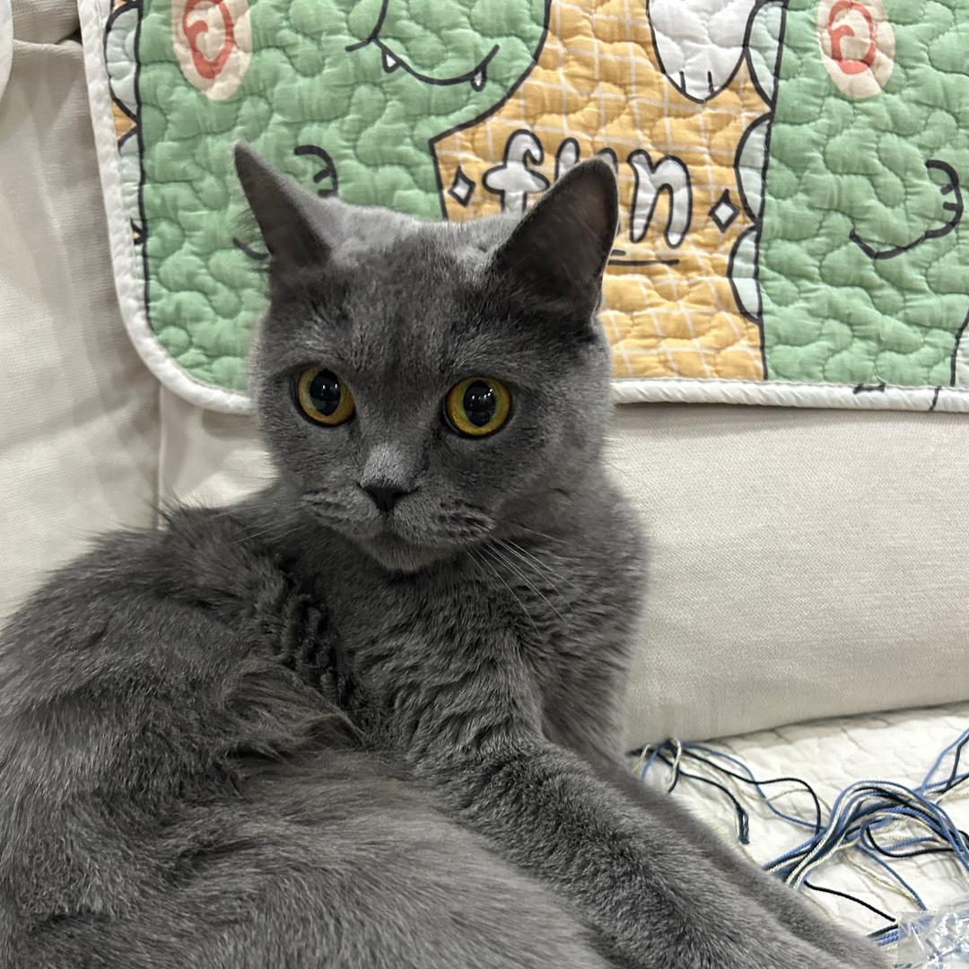 听话的猫