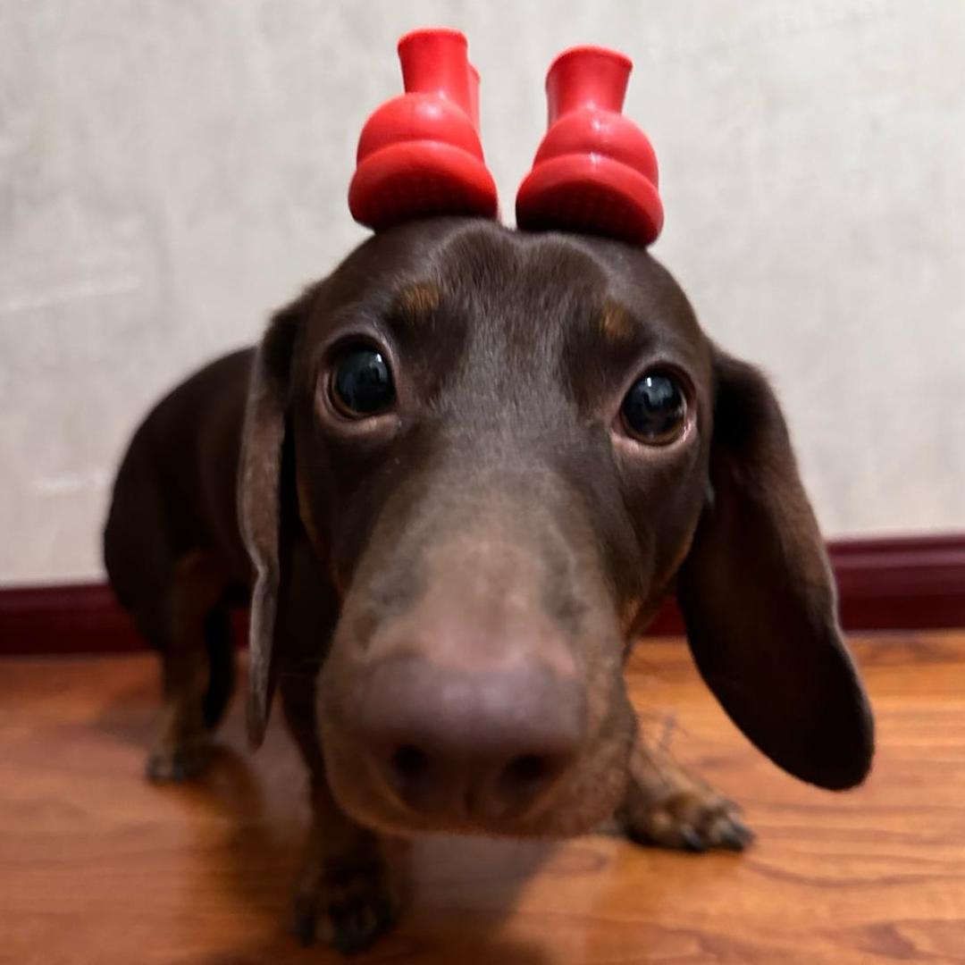 虾仁饭过五分钟就睡.