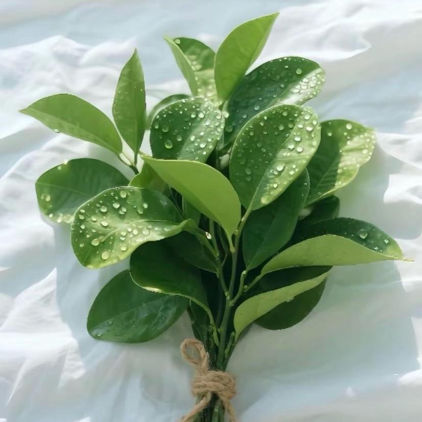 李灼灼