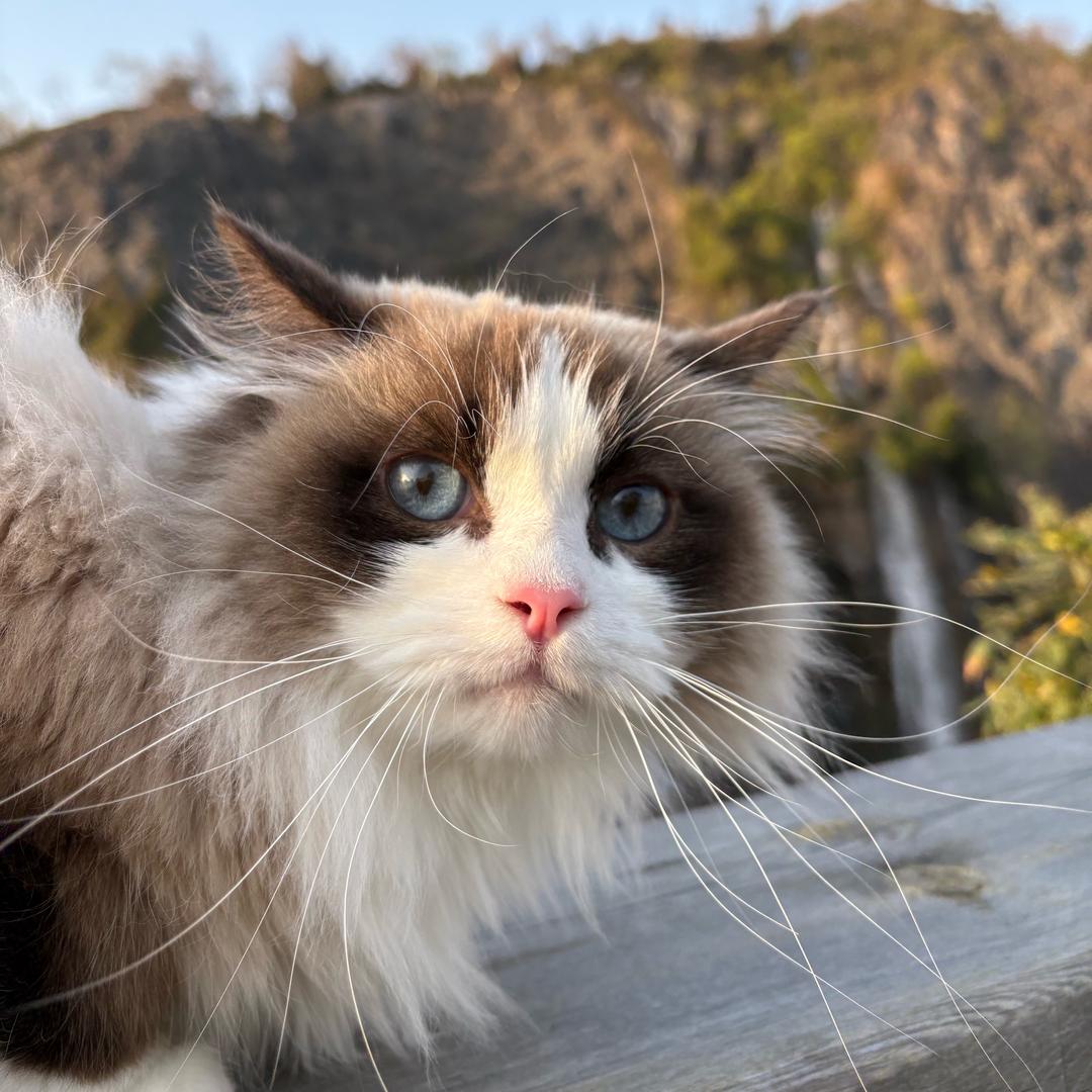 猫咪观察室