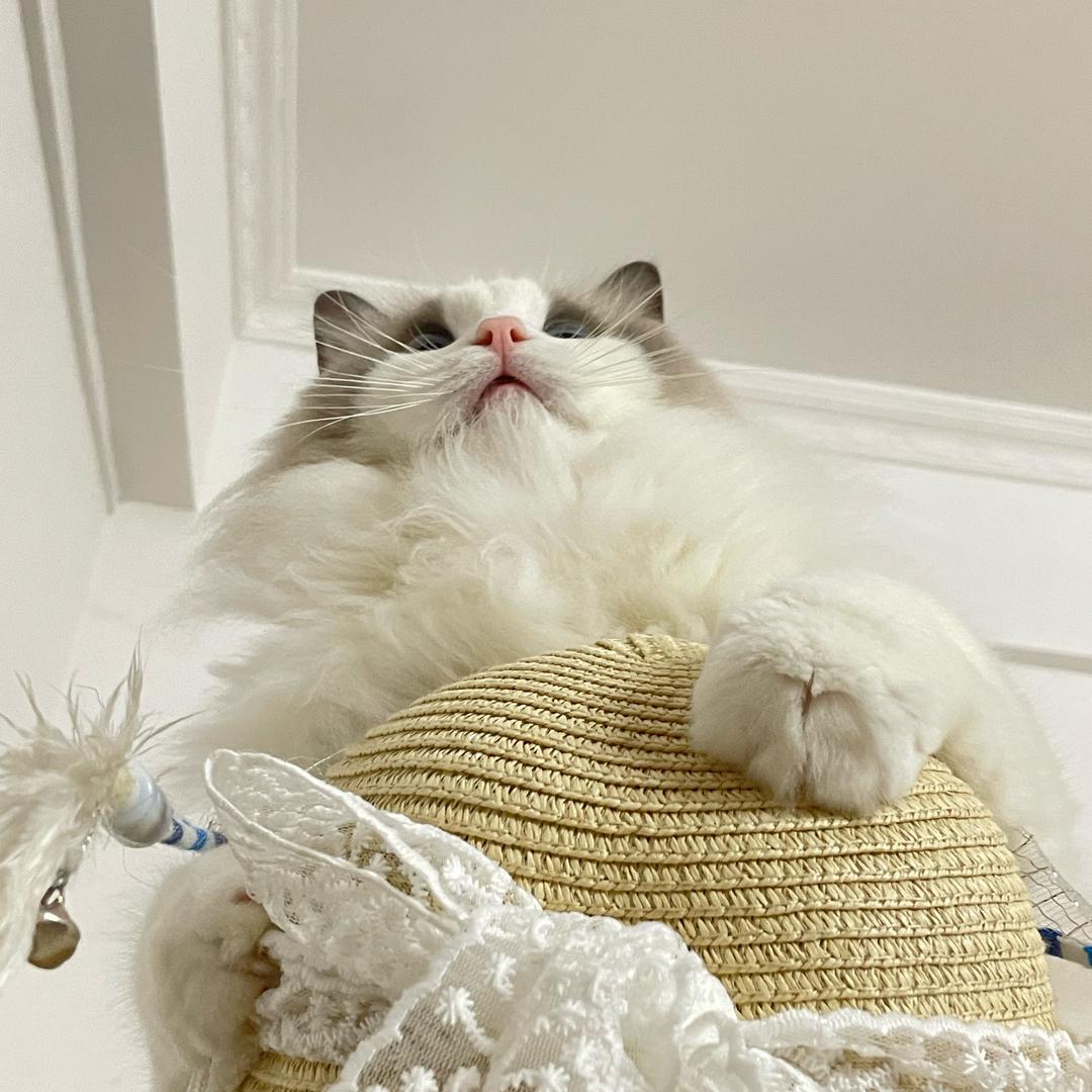 bb🪅