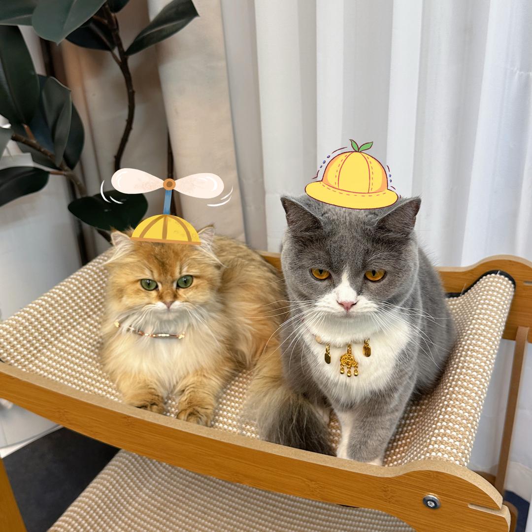 泡芙是只猫