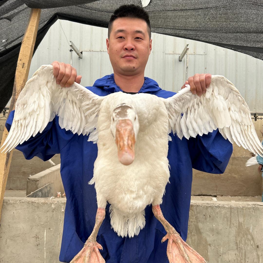 强娃儿在新疆