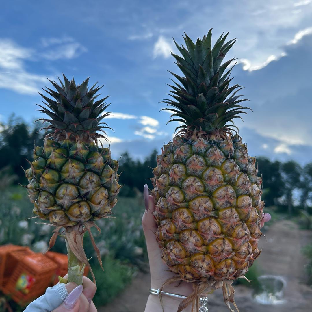 一粒凤梨🍍