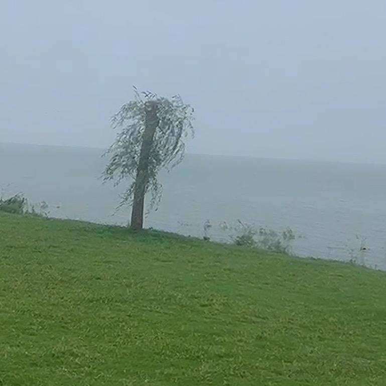 三哥开花