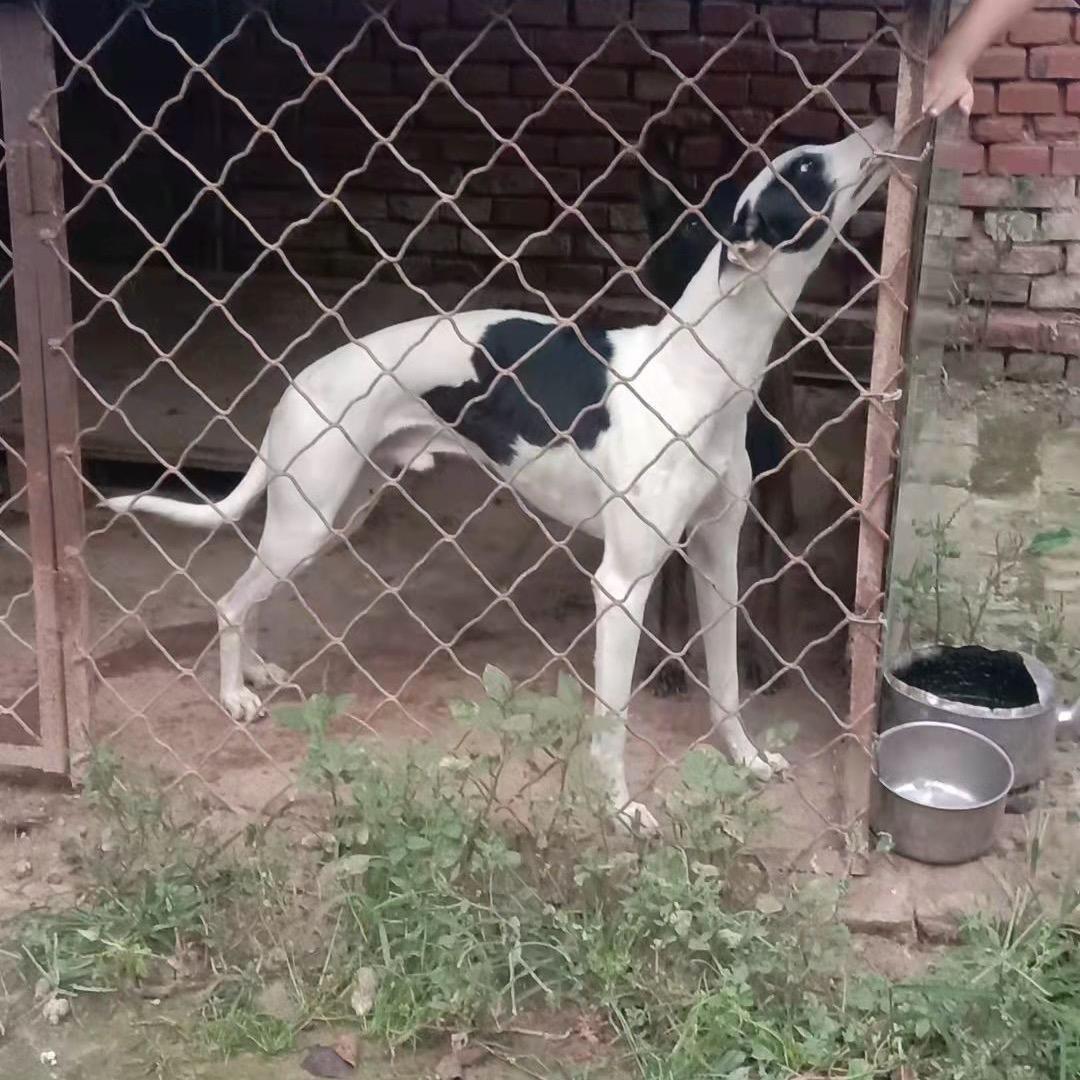 花豹