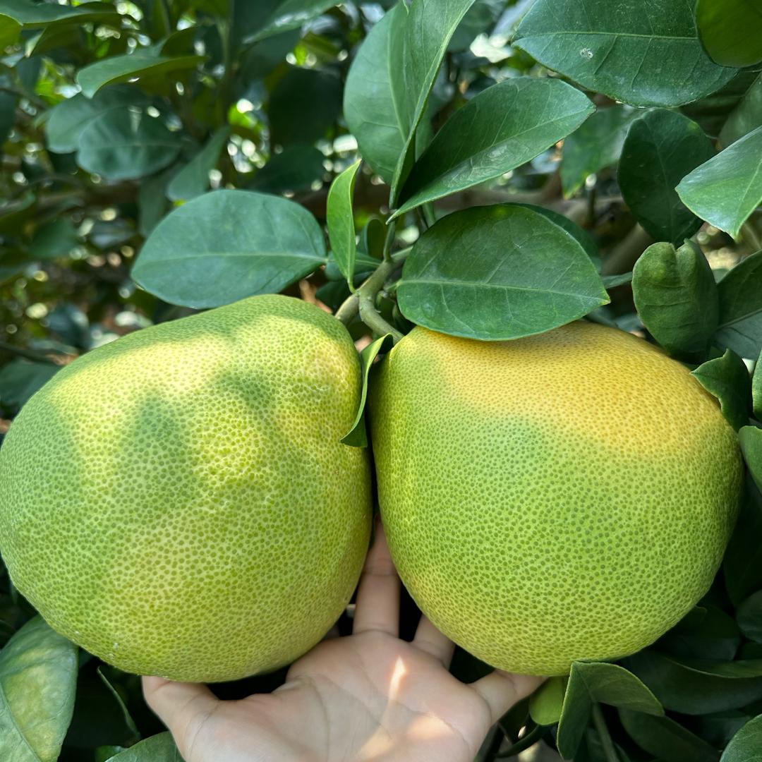 “柚”香“柚”甜（正宗度尾文旦柚）