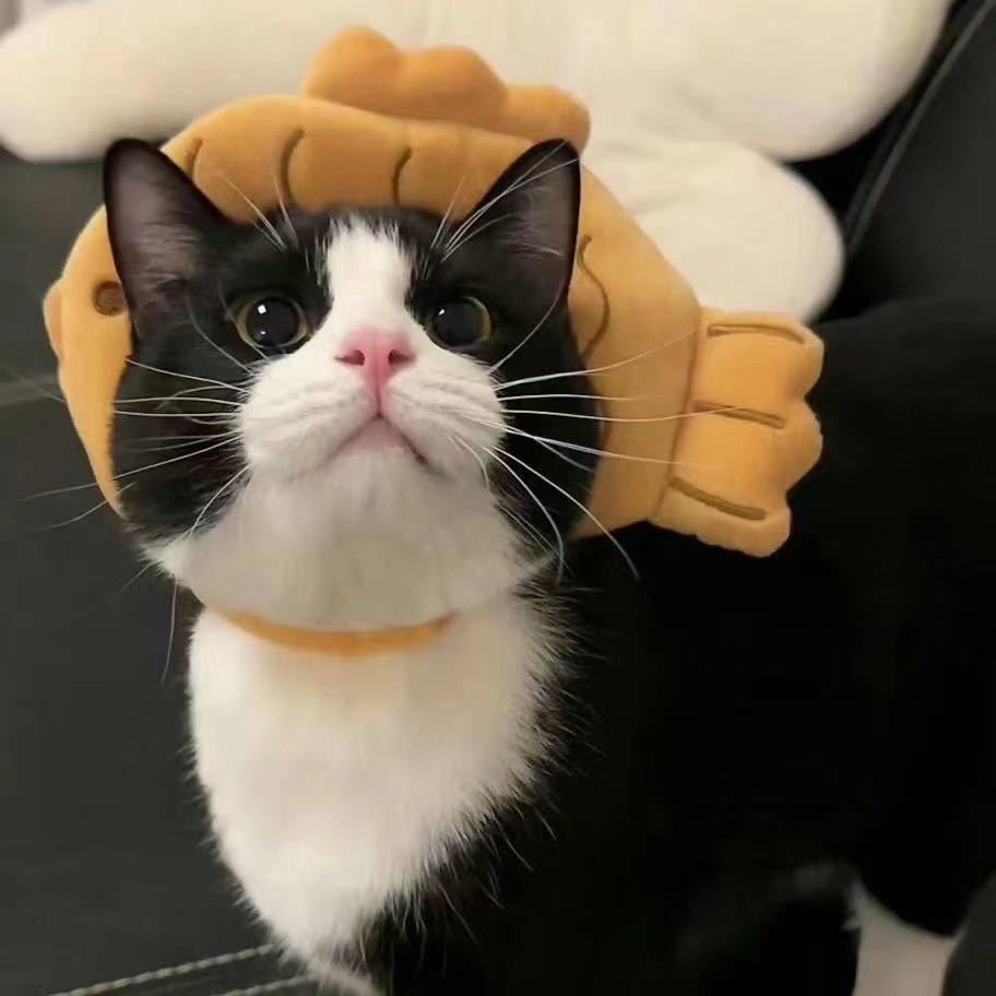 黑猫的理想