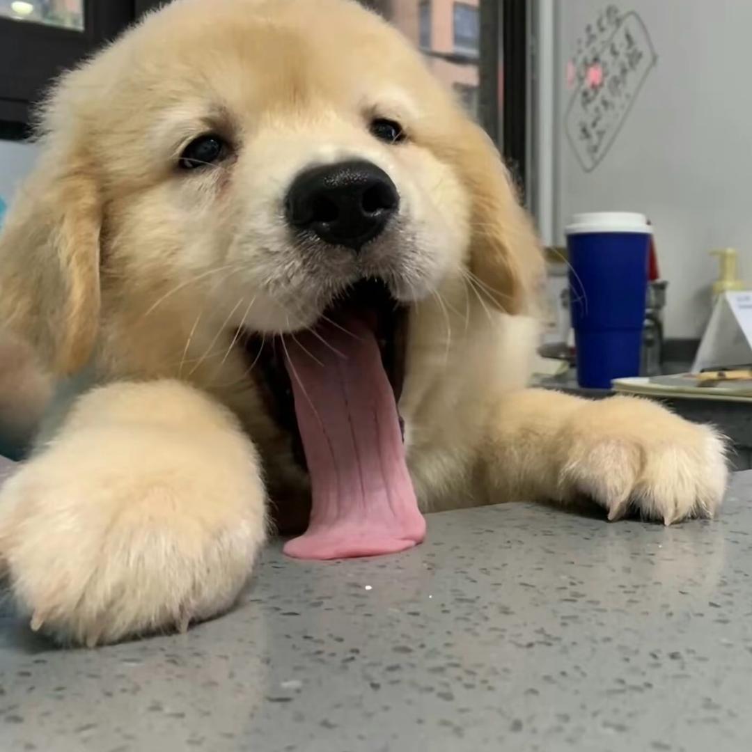 ᥫᩣ.