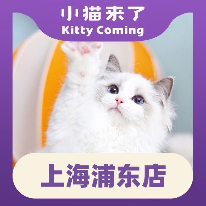小猫来了猫舍·上海浦东店
