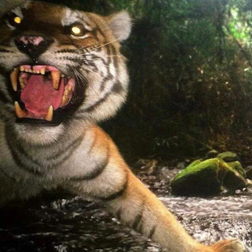 𝓐𝓶𝓲𝓻𝔃𝓲𝓶𝓲𝓷•