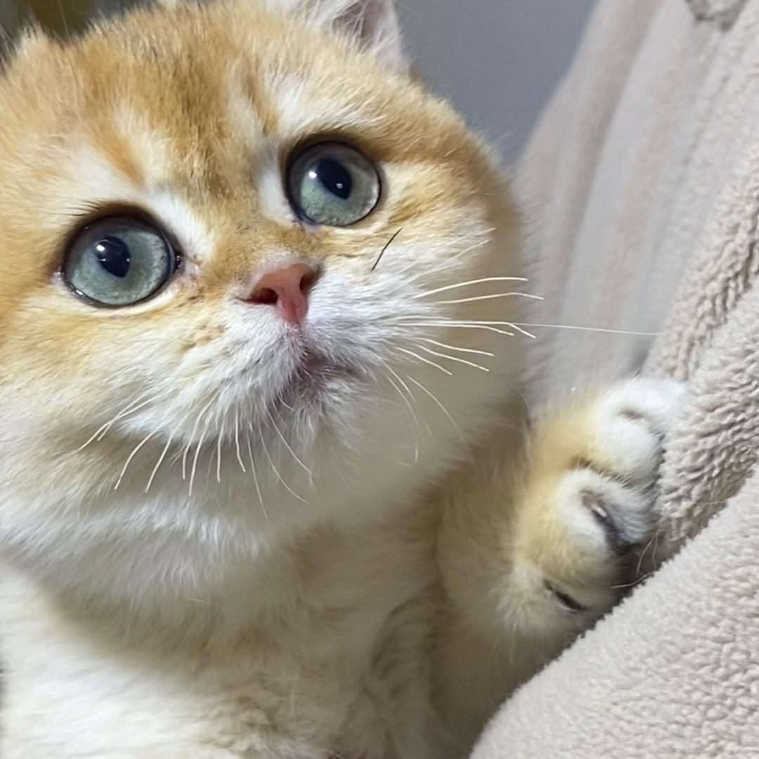 石榴周记（日记太难