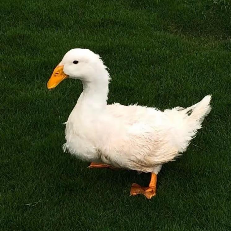 er