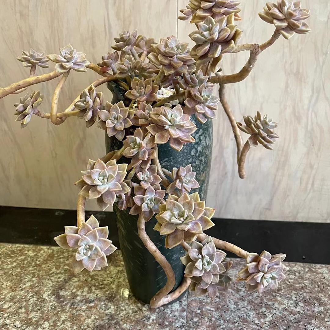 鹏程陶艺