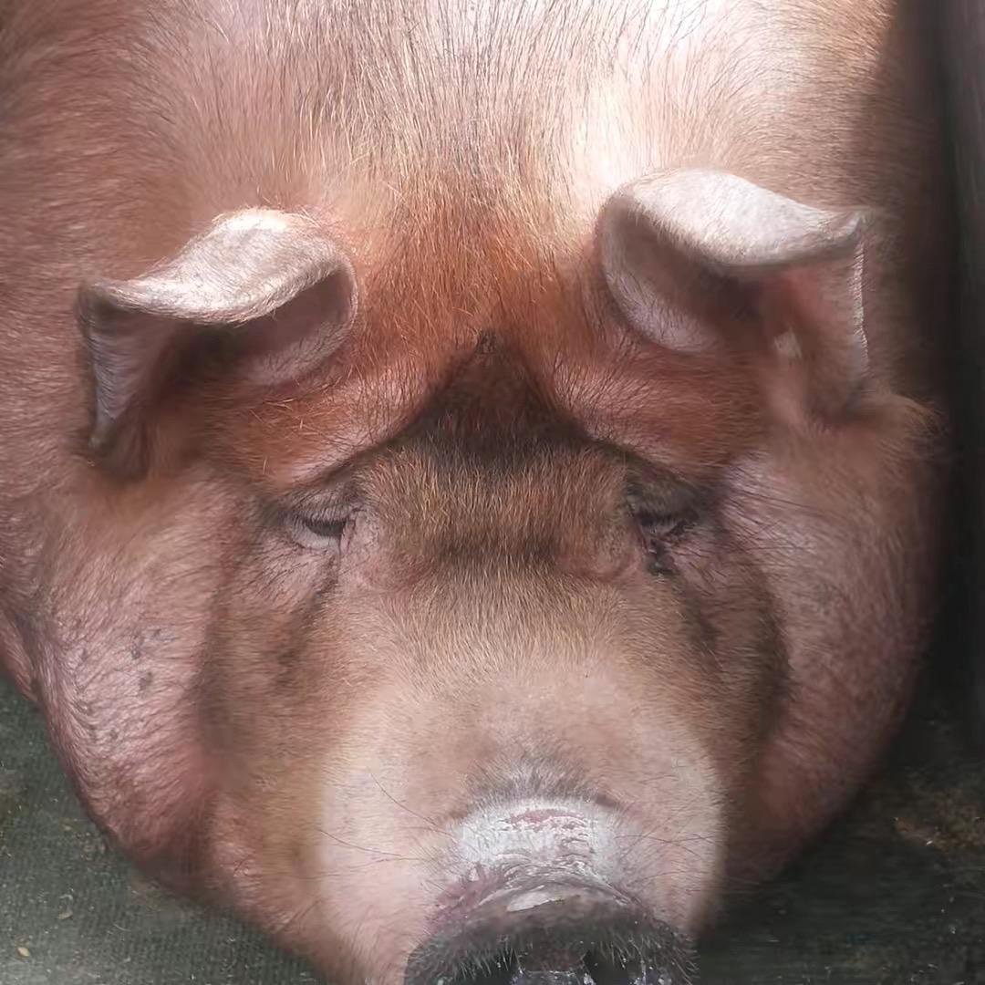 云南哈尼黑土猪肉