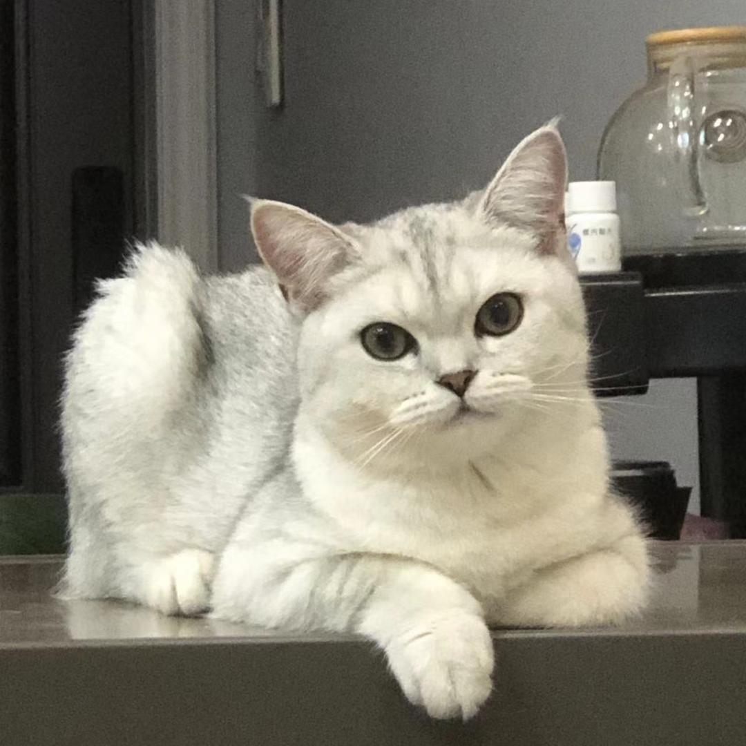 小麻冷酷脸