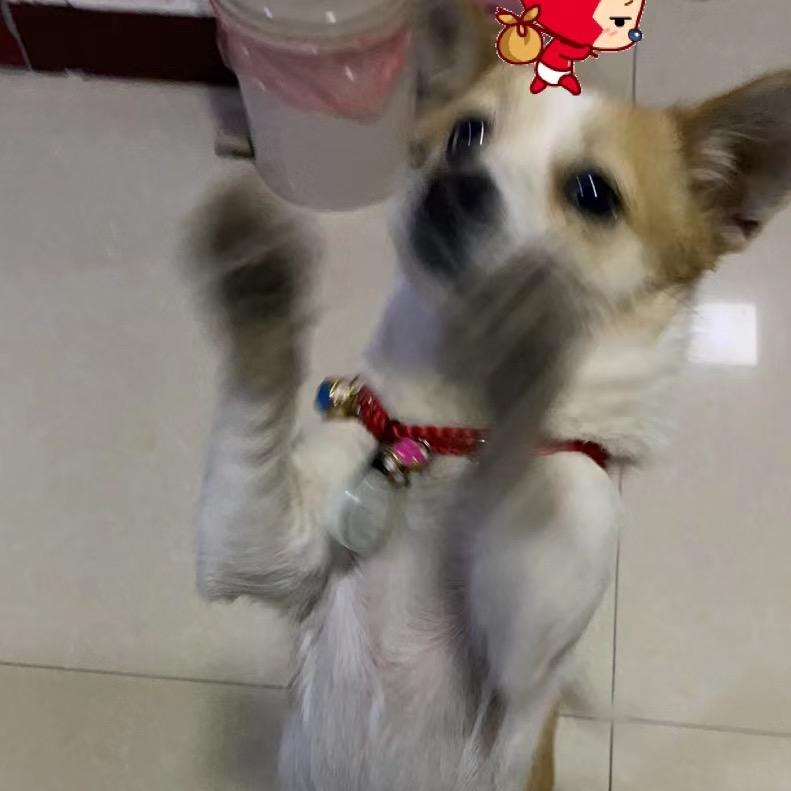 尘小尘