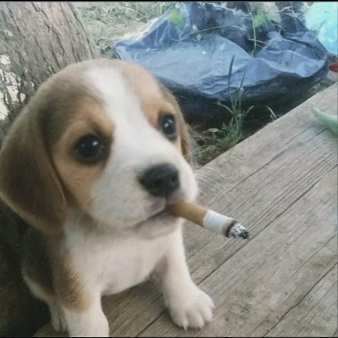 大狗