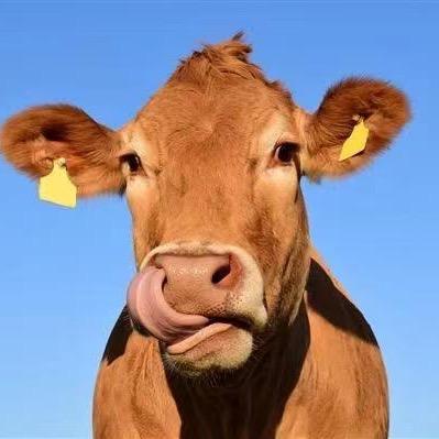 华胜鑫牛清真肉制品专卖店华元牛肉