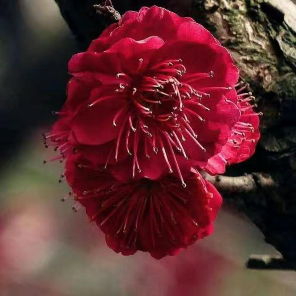 老胡花卉