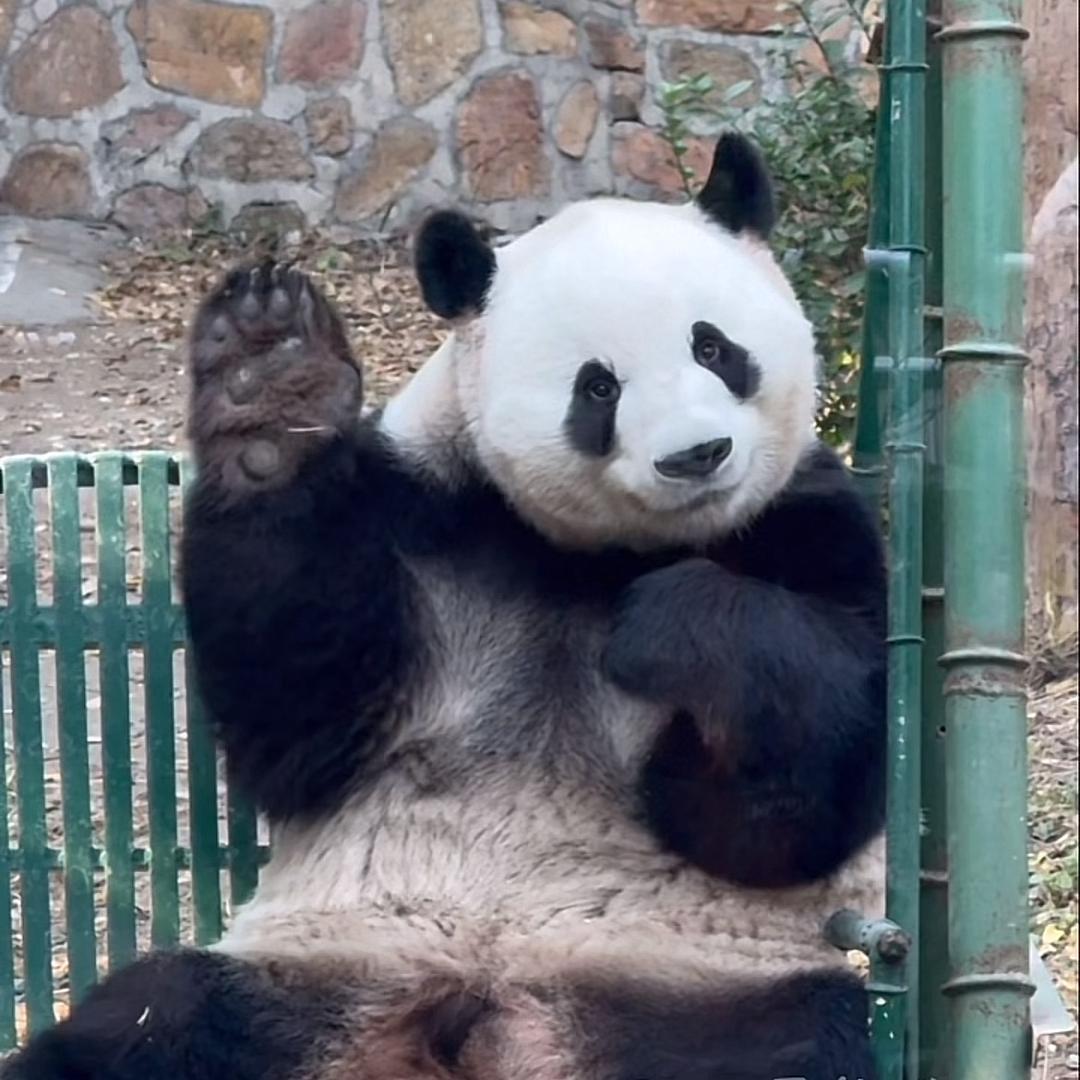 葡萄紫的薰衣草