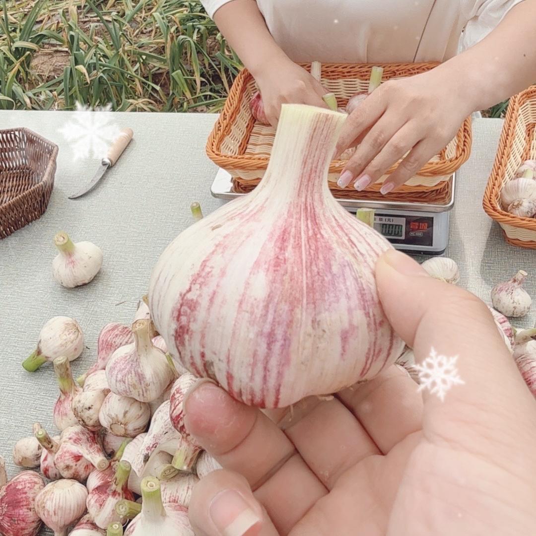 土生土长蒜农合作社