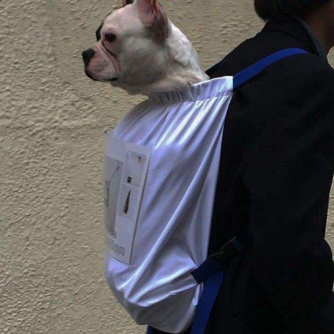 CF菜狗