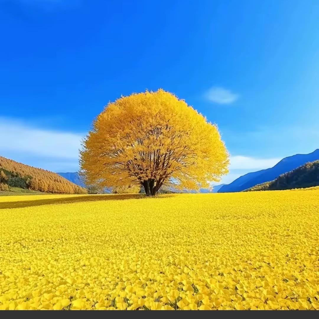 芬芳馥郁