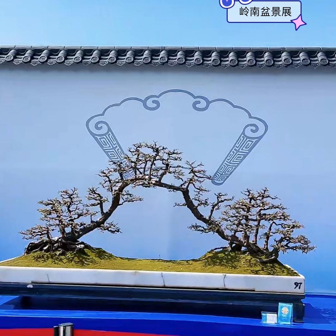 竹竹二馆三角梅