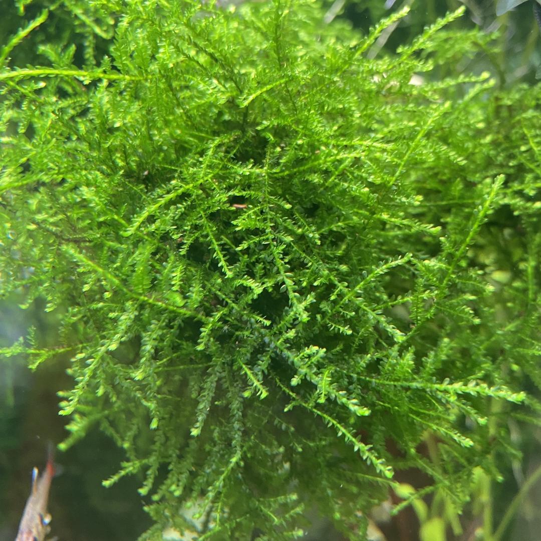 三七水草